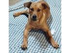 Adopt Rex a Cattle Dog, Redbone Coonhound