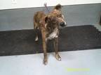 Adopt Toro a Plott Hound