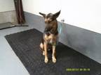 Adopt Darryl a German Shepherd Dog