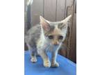 Adopt Potter a Domestic Medium Hair