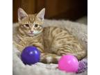 Adopt Mango a Domestic Short Hair