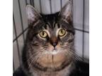 Adopt Asmo a Domestic Medium Hair