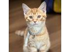 Adopt Nectar a Domestic Short Hair