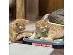 Adopt Marmalade a Domestic Short Hair