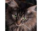 Adopt Lucien a Domestic Long Hair