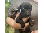 Adopt Waffle a Terrier, Mixed Breed