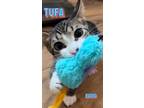 Adopt Tufa a American Shorthair