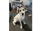 Adopt Philippe a Pit Bull Terrier