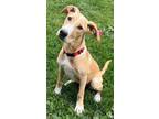 Adopt Cosmo a Labrador Retriever