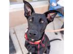 Adopt Rocky a Retriever, Mixed Breed