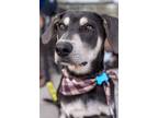 Adopt Luigi a Shepherd