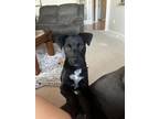 Adopt Mr. Moose a Catahoula Leopard Dog