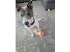 Adopt Roscoe a Australian Cattle Dog / Blue Heeler, Labrador Retriever