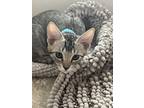 Adopt Evan a American Shorthair
