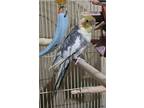 Adopt Paul a Cockatiel