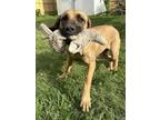 Adopt Honey a Fila Brasileiro, Great Dane