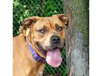 Adopt Carmine a Mixed Breed