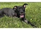Adopt Nicole a Mixed Breed