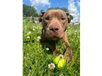 Adopt Mimosa a Mixed Breed