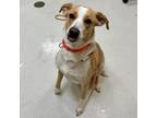 Adopt Hazel a Labrador Retriever, Hound
