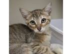 Adopt Spreadsheet_2 a Domestic Short Hair