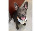 Adopt Sugar a Pit Bull Terrier, Labrador Retriever