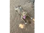Adopt DeeDee a Pit Bull Terrier, American Staffordshire Terrier