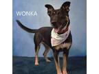 Adopt Wonka a Shepherd