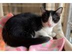Adopt Domino a Domestic Short Hair