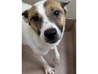 Adopt Simone a Jack Russell Terrier, Labrador Retriever