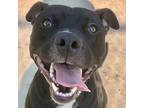 Cooper, American Pit Bull Terrier For Adoption In Des Moines, Iowa