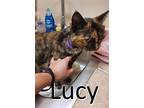 Lucy, Domestic Shorthair For Adoption In Mountain View, Arkansas