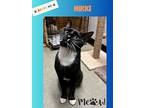 Nikki- An Affectionate Young People Cat!, Domestic Shorthair For Adoption In