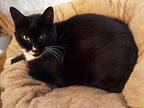 Charlie Chaplin, Domestic Shorthair For Adoption In College Station, Texas