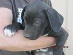 Princess, Labrador Retriever For Adoption In Paris, Kentucky