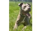 Callie, American Pit Bull Terrier For Adoption In St.ann, Missouri