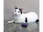 Morgan, Turkish Van For Adoption In Chicago, Illinois