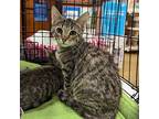 Zion, Domestic Shorthair For Adoption In Lafayette, Louisiana