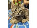Dion, Domestic Shorthair For Adoption In Lafayette, Louisiana