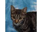 Adopt Cherry a Domestic Short Hair