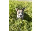 Seattle, American Staffordshire Terrier For Adoption In Julian, California