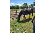 Stewart, Standardbred For Adoption In Salisbury, Maryland