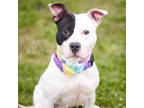 Astrid, Terrier (unknown Type, Medium) For Adoption In Amsterdam, New York