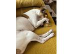Polly, Jack Russell Terrier For Adoption In London, Kentucky