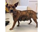 Sweet Potato, American Pit Bull Terrier For Adoption In Kannapolis