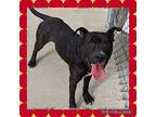 Legend, Bull Terrier For Adoption In Lowell, Indiana