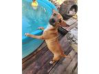 Armani, Dachshund For Adoption In Catoosa, Oklahoma