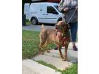 Roscoe-sponsor Me!, Labrador Retriever For Adoption In Walden, New York