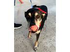 Jack, Labrador Retriever For Adoption In Manhattan, Kansas