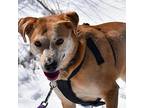 Bella, Labrador Retriever For Adoption In Pickering, Ontario